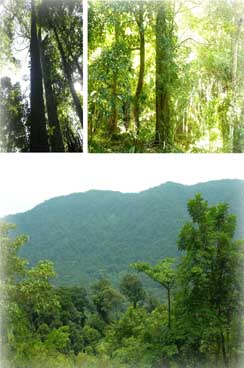 forest