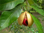 fruit