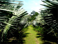 palm